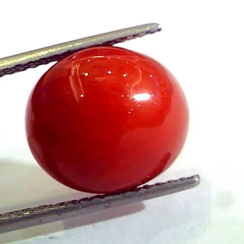 Huge 11.25 Ct Untreated Natural Premium Italian Red Coral AAAAA
