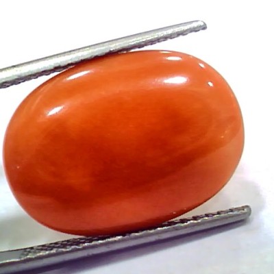 Huge 11.48 Ct 19 Ratti Natural Untreated Japan Red Coral Moonga Gems