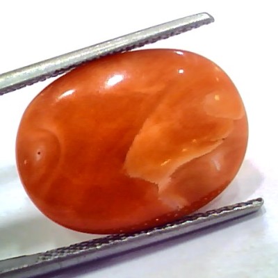 Huge 11.48 Ct 19 Ratti Natural Untreated Japan Red Coral Moonga Gems