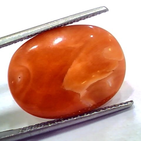 Huge 11.48 Ct 19 Ratti Natural Untreated Japan Red Coral Moonga Gems