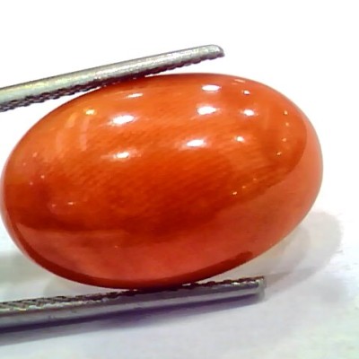 Huge 11.59 Ct 19 Ratti Natural Untreated Japan Red Coral Moonga Gems