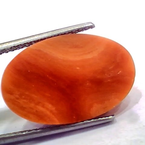 Huge 11.59 Ct 19 Ratti Natural Untreated Japan Red Coral Moonga Gems