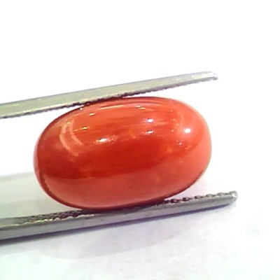 Huge 11.72 Ct Untreated Natural Premium Italian Red Coral AAAAA
