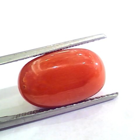 Huge 11.72 Ct Untreated Natural Premium Italian Red Coral AAAAA