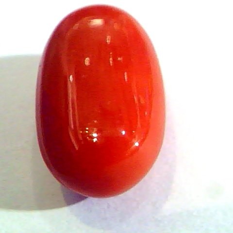 Huge 11.81 Ct Untreated Natural Premium Italian Red Coral AAAAA