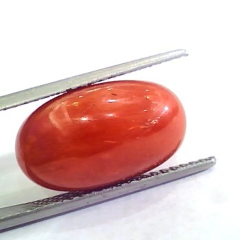Huge 11.95 Ct Untreated Natural Premium Italian Red Coral AAAAA