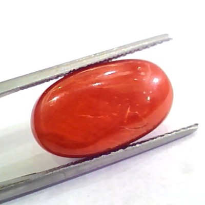 Huge 11.84 Ct Untreated Natural Premium Italian Red Coral AAAAA