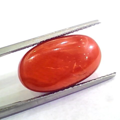 Huge 11.84 Ct Untreated Natural Premium Italian Red Coral AAAAA
