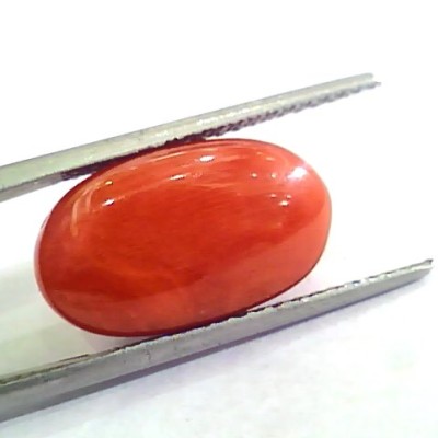 Huge 11.95 Ct Untreated Natural Premium Italian Red Coral AAAAA