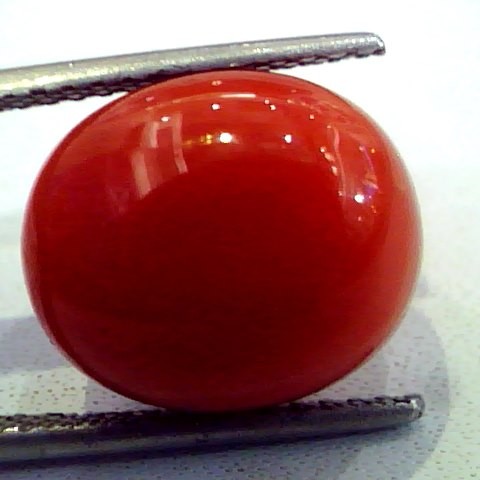 Huge 11.91 Ct Premium Natural Italian Red Coral,Real Moonga Gemstone AAA