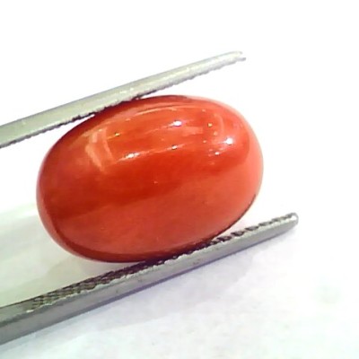 Huge 11.96 Ct Untreated Natural Premium Italian Red Coral AAAAA