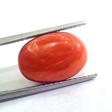 Huge 11.96 Ct Untreated Natural Premium Italian Red Coral AAAAA