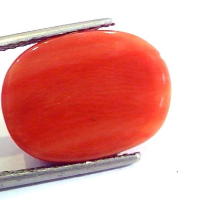 Huge 12.10 Ct Untreated Natural Premium Italian Red Coral AAAAA
