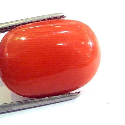 Huge 12.10 Ct Untreated Natural Premium Italian Red Coral AAAAA