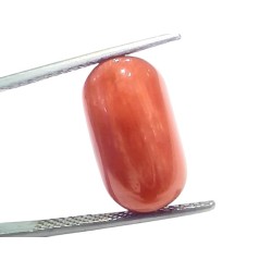 Huge 12.43 Ct Natural Untreated Italian Red Coral Moonga Gemstone Huge 12.43 Ct Natural Untreated Italian Red Coral Moonga Gemstone