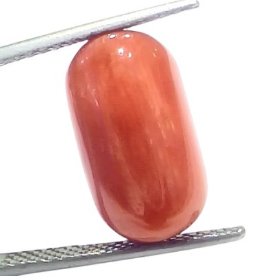 Huge 12.43 Ct Natural Untreated Italian Red Coral Moonga Gemstone Huge 12.43 Ct Natural Untreated Italian Red Coral Moonga Gemstone