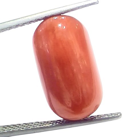 Huge 12.43 Ct Natural Untreated Italian Red Coral Moonga Gemstone Huge 12.43 Ct Natural Untreated Italian Red Coral Moonga Gemstone