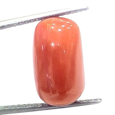 Huge 12.43 Ct Natural Untreated Italian Red Coral Moonga Gemstone Huge 12.43 Ct Natural Untreated Italian Red Coral Moonga Gemstone