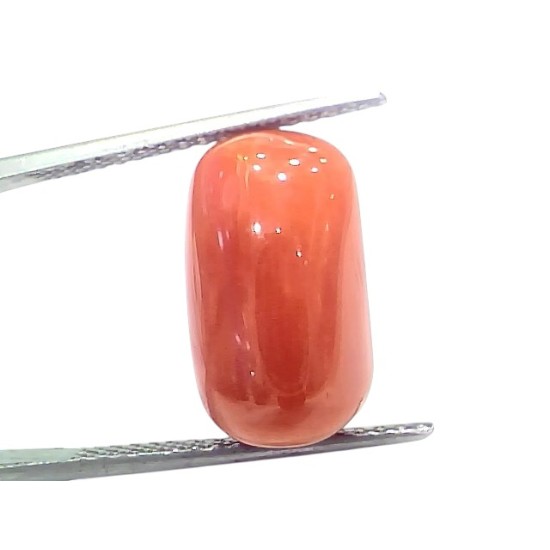 Huge 12.40 Ct Natural Untreated Italian Red Coral Moonga Gemstone