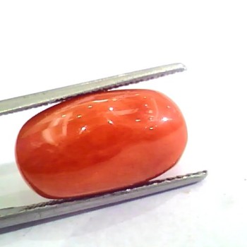 Huge 12.46 Ct Untreated Natural Premium Italian Red Coral AAAAA
