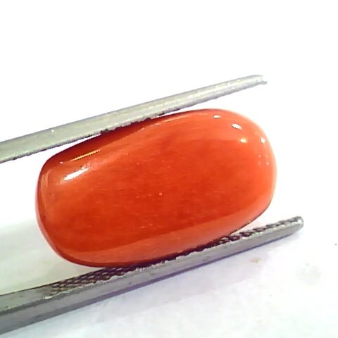 Huge 12.46 Ct Untreated Natural Premium Italian Red Coral AAAAA