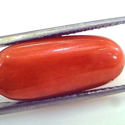 Huge 12.54 Ct Untreated Natural Premium Italian Red Coral Gems AAA