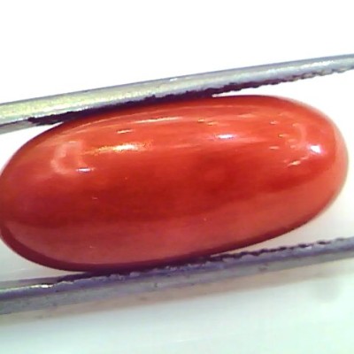 Huge 12.54 Ct Untreated Natural Premium Italian Red Coral Gems AAA