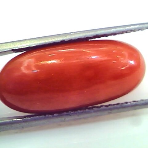 Huge 12.54 Ct Untreated Natural Premium Italian Red Coral Gems AAA