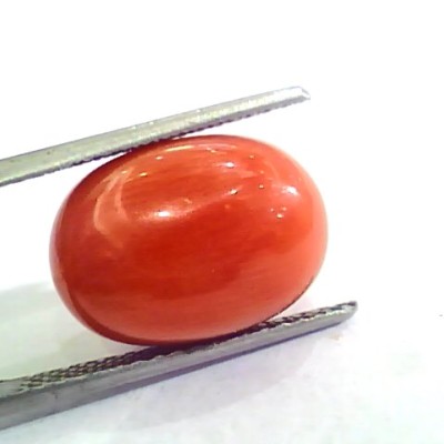 Huge 12.80 Ct Untreated Natural Premium Italian Red Coral AAAAA