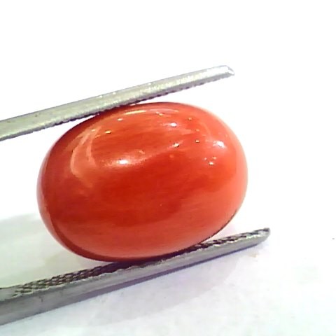 Huge 12.80 Ct Untreated Natural Premium Italian Red Coral AAAAA