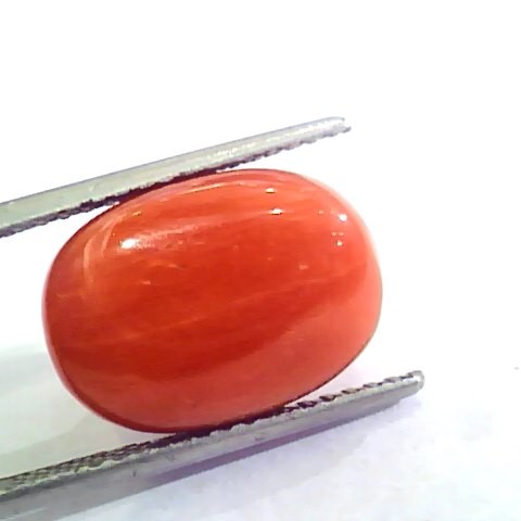 Huge 12.80 Ct Untreated Natural Premium Italian Red Coral AAAAA