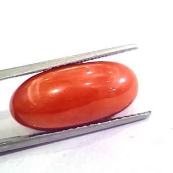 Huge 12.85 Ct Untreated Natural Premium Italian Red Coral AAAAA