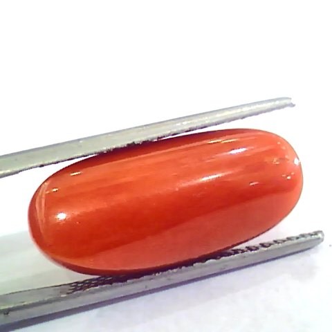Huge 12.85 Ct Untreated Natural Premium Italian Red Coral AAAAA