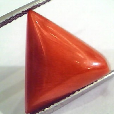 Huge 12.92 Ct Untreated Natural Italian Triangle Red Coral AAA