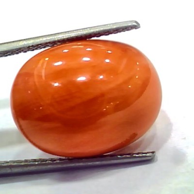 Huge 12.95 Ct 21.5 Ratti Natural Untreated Japan Red Coral Moonga Gems
