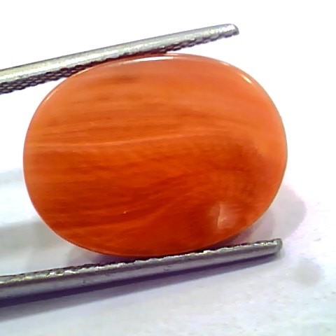 Huge 12.95 Ct 21.5 Ratti Natural Untreated Japan Red Coral Moonga Gems