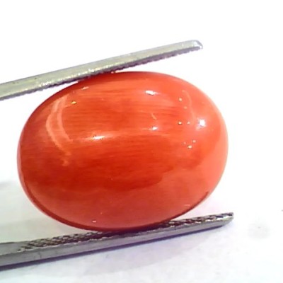 Huge 13.00 Ct Untreated Natural Premium Italian Red Coral AAAAA