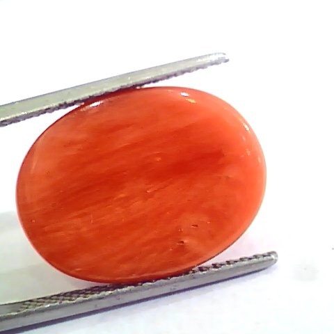 Huge 13.00 Ct Untreated Natural Premium Italian Red Coral AAAAA