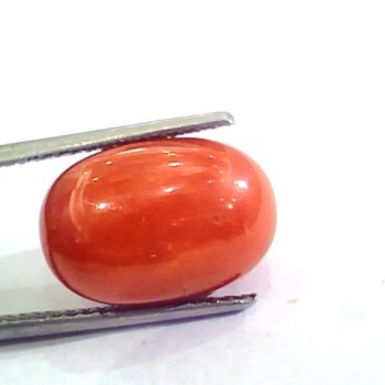 Huge 13.00 Ct Untreated Natural Premium Italian Red Coral AAAAA
