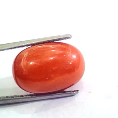 Huge 13.00 Ct Untreated Natural Premium Italian Red Coral AAAAA