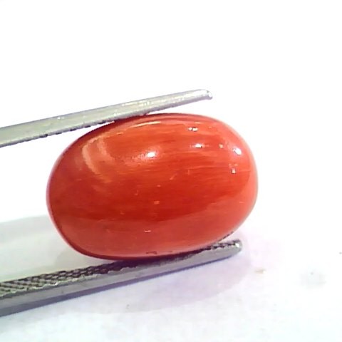 Huge 13.00 Ct Untreated Natural Premium Italian Red Coral AAAAA