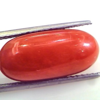 Huge 13.04 Ct Untreated Natural Premium Italian Red Coral Gems AAA
