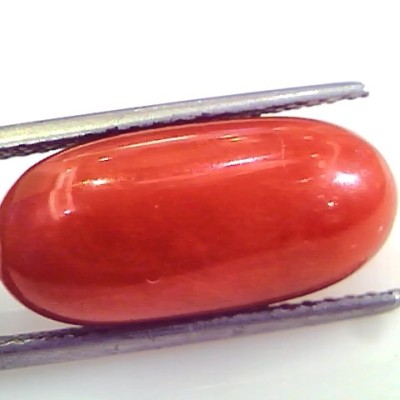 Huge 13.04 Ct Untreated Natural Premium Italian Red Coral Gems AAA
