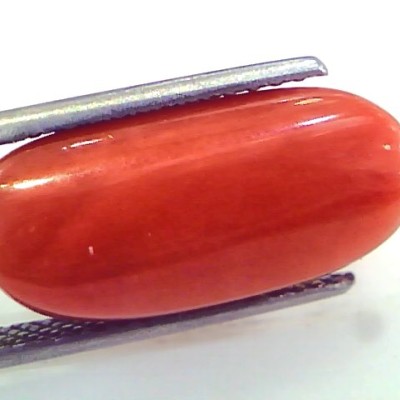 Huge 13.04 Ct Untreated Natural Premium Italian Red Coral Gems AAA