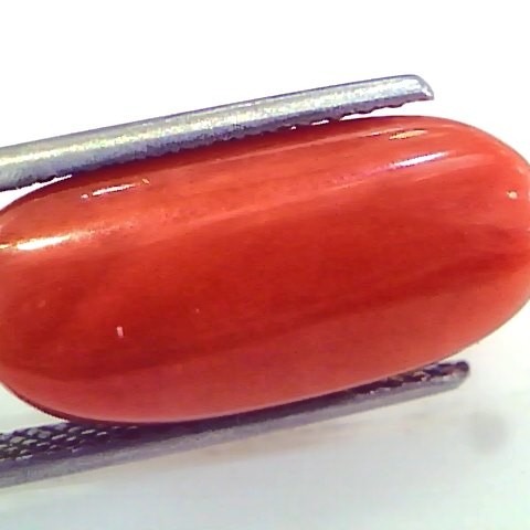 Huge 13.04 Ct Untreated Natural Premium Italian Red Coral Gems AAA