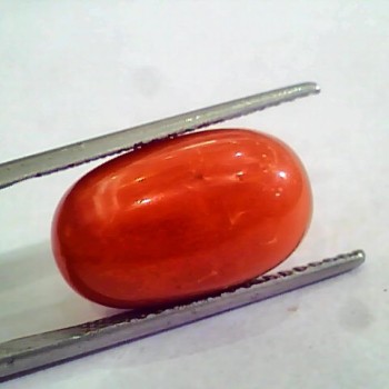 Huge 13.10 Ct Untreated Natural Premium Italian Red Coral AAAAA