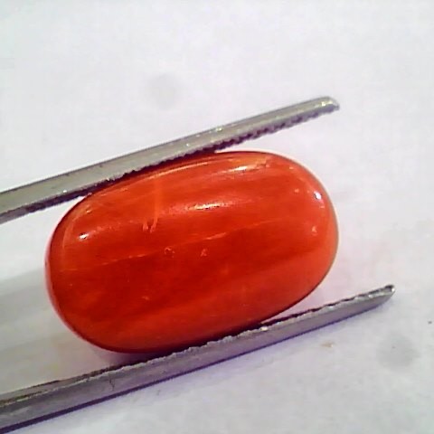 Huge 13.10 Ct Untreated Natural Premium Italian Red Coral AAAAA