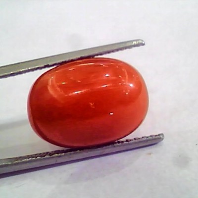 Huge 13.34 Ct Untreated Natural Premium Italian Red Coral AAAAA