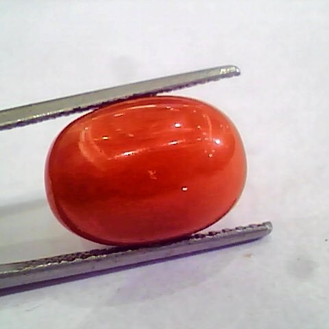 Huge 13.34 Ct Untreated Natural Premium Italian Red Coral AAAAA
