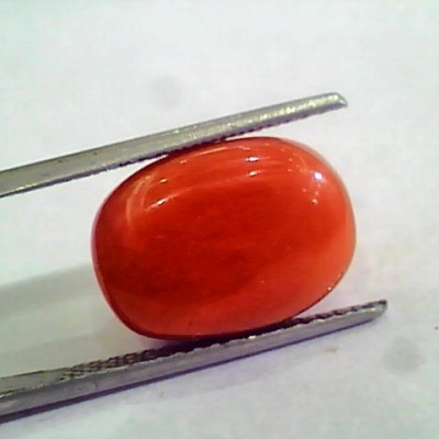 Huge 13.34 Ct Untreated Natural Premium Italian Red Coral AAAAA